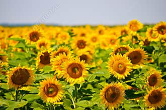 Sunflower Field