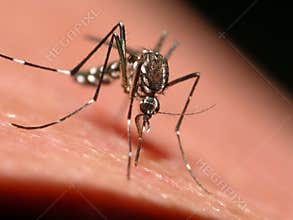 Tiger mosquito