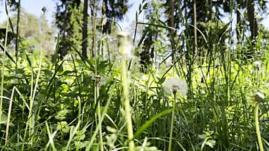 Green nature field, summer grass growth. Background of outdoor meadow environment with closeup fresh