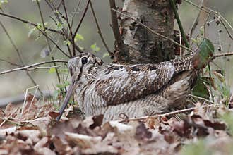Woodcock, Scolopax rusticola