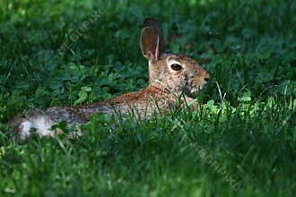 Eastern Cottontail Lying in Clover Patch in Sunbeam