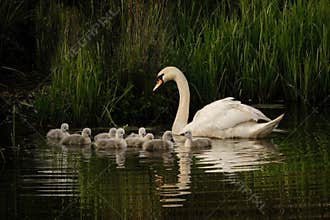 Spring serenity of a swan and her cygnets.