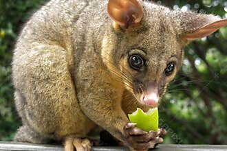 Brushtail possum eating apple
