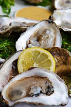 Oysters
