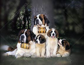 st-bernard family