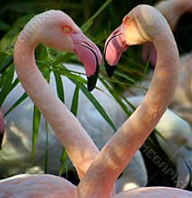 Flamingo lovers