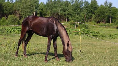 Chestnut horse grazes in the pasture near to