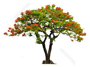 Royal Poinciana tree with red flower