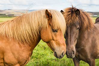 Icelandic horses nuzzling each other