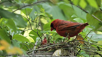 A male northern cardinal or red cardinal feeds the chiks 30p
