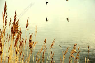 Straw leaves in the wind, on a mirror of water and in the background birds flying in Valladolid, Spain