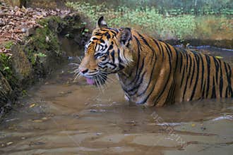 Sumatran tiger is cooling its body temperature in the water