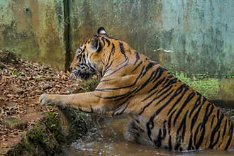 Sumatran tiger is cooling its body temperature in the water
