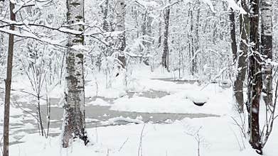 Heavy snow in the wood, Large flakes of snow, wild park, winter trees, the massif from a trunk of trees, blizzard