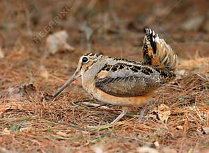 American Woodcock Courtship