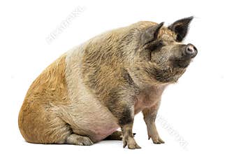Domestic pig sitting and looking away, isolated