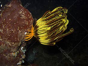 Crinoid2