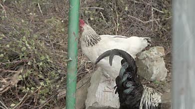 A chicken and a rooster are walking free range. Poultry farming in agriculture.