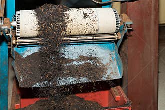 Black tea bulk on production line at tea factory