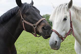 Horse kiss