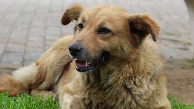 big breed brown dog breathing deeply, because of hot weather