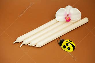 souvenir souvenir ladybug. butterfly box toys are made of porcelain. ceramics. and