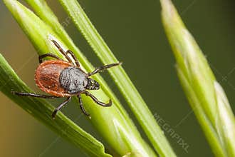 Tick on a plant straw
