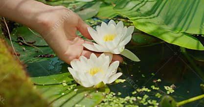 Gently Touching White Water Lilies on a Tranquil Pond. Delicate hand caresses flowers in calm water surrounded by lush