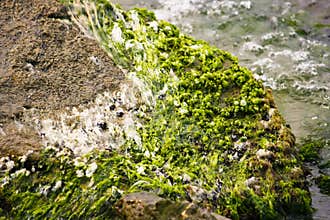 Algae on shore