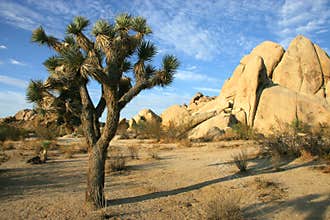 Joshua Tree National Park