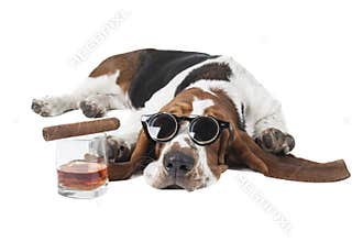 Dog (Basset with a glass of whisky