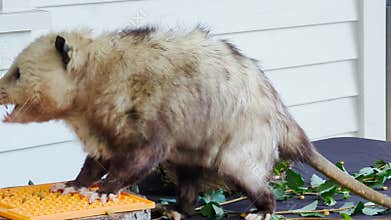 Fluffy opossum eating. Close-up. Inhabitants of forests, steppes and semi-deserts