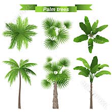 Palm trees