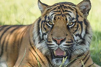 Sumatran tiger (Panthera tigris sumatrae)