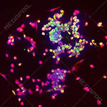 Immune cells fighting infection