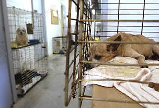 Animal Shelter