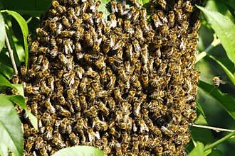 Swarm of bees
