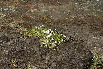 Flower bush of Cerástium cerastoídes among stones
