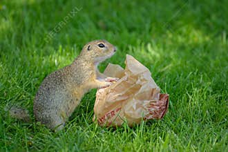 A European ground squirrel in a meadow in spring