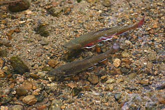 Brook Trout Spawning in a Clear Mountain Stream