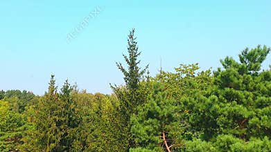 Areal slow motion footage of ever green trees. Nature