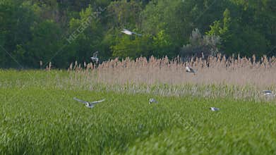 Many river gulls hunt fish in lakes, rivers, and canals. Seagulls fly over