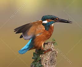Kingfisher, Alcedo atthis