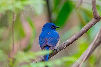Hainan blue flycatcher (Cyornis hainanus) bird on the branch at forest at Sukna village