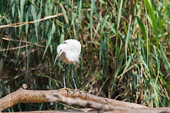 Aquatic bird