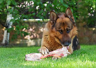 German shepherd dog chewing on a bone in garden