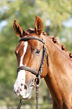 Extreme closeup of a domestic saddle horse on a rural animal farm. Portrait of an angloarabian chestnut colored stallion against