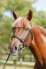 Extreme closeup of a domestic saddle horse on a rural animal farm. Portrait of an angloarabian chestnut colored stallion against