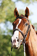 Extreme closeup of a domestic saddle horse on a rural animal farm. Portrait of an angloarabian chestnut colored stallion against