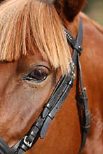 Extreme closeup of a domestic saddle horse on a rural animal farm. Portrait of an angloarabian chestnut colored stallion against